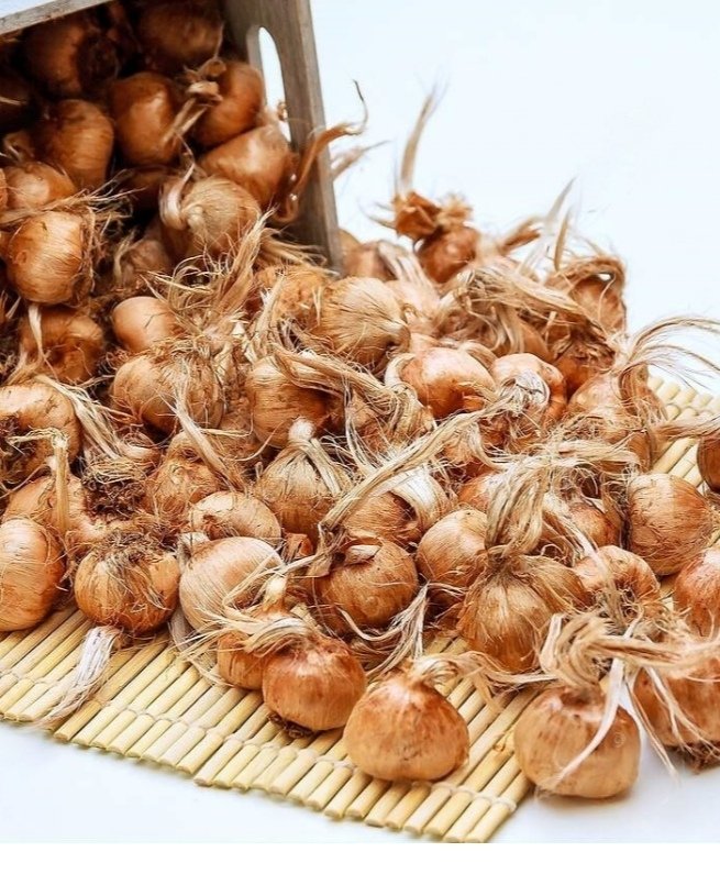 Saffron Bulb | Premium Saffron Corms | Suitable for Home Cultivation